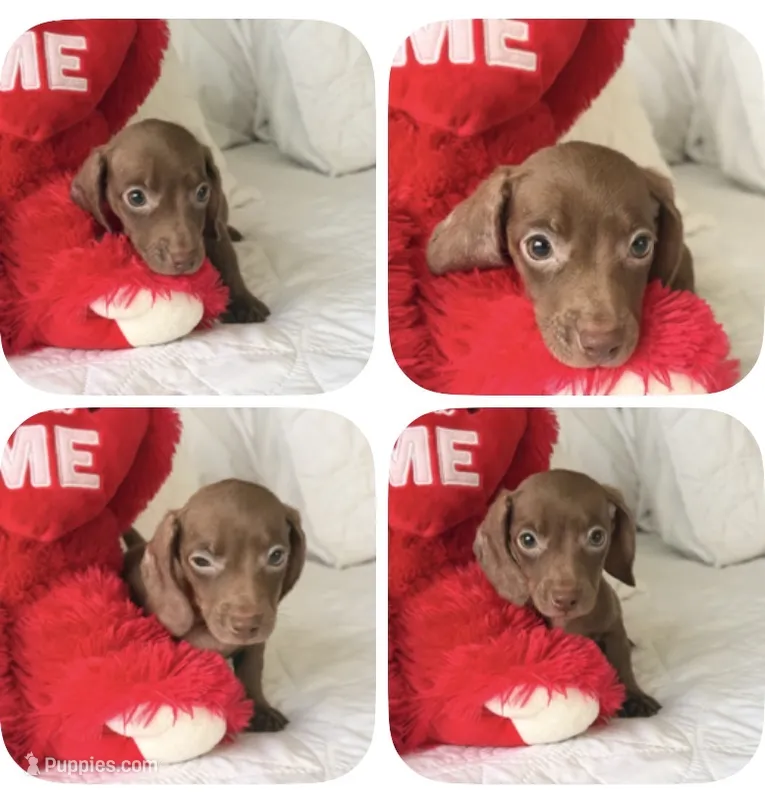 twix – Miniature Dachshund puppy for sale in Kissimmee, FL