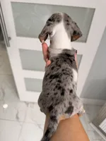 Meet-unique , a female Miniature Dachshund for sale in Kissimmee, FL – 8 of 9
