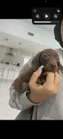 twix, a female Miniature Dachshund for sale in Kissimmee, FL – 2 of 3
