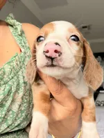 Hazel, a female Miniature Dachshund for sale in Kissimmee, FL – 9 of 10