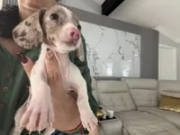 Snow , a female Miniature Dachshund for sale in Kissimmee, FL – 4 of 10
