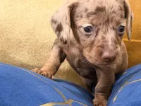 mocha, a female Miniature Dachshund for sale in Kissimmee, FL – 2 of 5