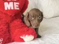 Theo , a male Miniature Dachshund for sale in Kissimmee, FL – 7 of 9