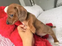 Scooby , a male Miniature Dachshund for sale in Kissimmee, FL – 8 of 8