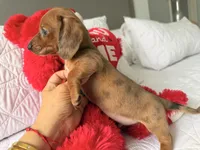 Scooby , a male Miniature Dachshund for sale in Kissimmee, FL – 3 of 8
