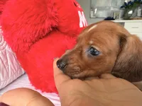 Scooby , a male Miniature Dachshund for sale in Kissimmee, FL – 5 of 8