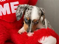 Meet-unique , a female Miniature Dachshund for sale in Kissimmee, FL – 5 of 9