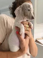 Leo, a male Miniature Dachshund for sale in Kissimmee, FL – 4 of 6