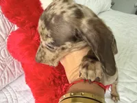 Mochi , a female Miniature Dachshund for sale in Kissimmee, FL – 2 of 9