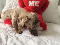 Mochi , a female Miniature Dachshund for sale in Kissimmee, FL – 6 of 9