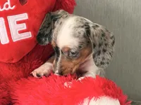 Meet-unique , a female Miniature Dachshund for sale in Kissimmee, FL – 2 of 9