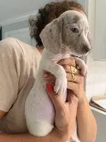 Leo, a male Miniature Dachshund for sale in Kissimmee, FL – 2 of 6