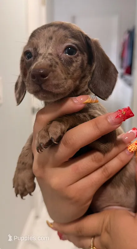 mocha – Miniature Dachshund puppy for sale in Kissimmee, FL