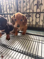 Scooby , a male Miniature Dachshund for sale in Kissimmee, FL – 5 of 8