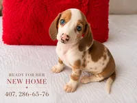 Hazel, a female Miniature Dachshund for sale in Kissimmee, FL – 1 of 10