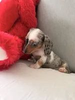 Meet-unique , a female Miniature Dachshund for sale in Kissimmee, FL – 1 of 9