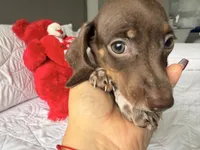 Emily , a female Miniature Dachshund for sale in Kissimmee, FL – 7 of 9