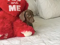 Theo , a male Miniature Dachshund for sale in Kissimmee, FL – 2 of 9