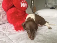 Emily , a female Miniature Dachshund for sale in Kissimmee, FL – 3 of 9