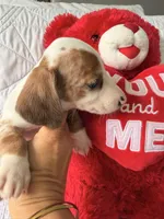 Hazel, a female Miniature Dachshund for sale in Kissimmee, FL – 4 of 10
