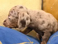 mocha, a female Miniature Dachshund for sale in Kissimmee, FL – 3 of 5