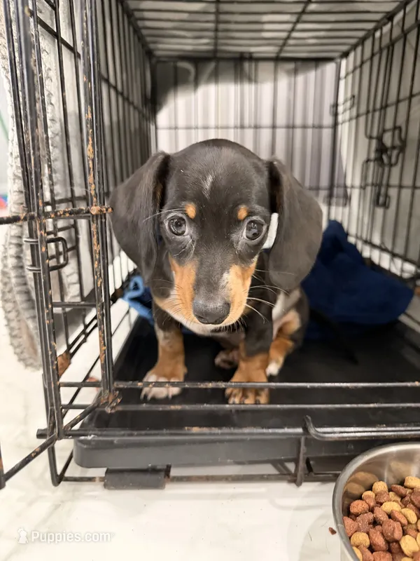 Léo  sweet boy – Miniature Dachshund puppy for sale in Kissimmee, FL