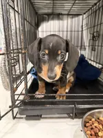 Léo  sweet boy, a male Miniature Dachshund for sale in Kissimmee, FL – 1 of 10