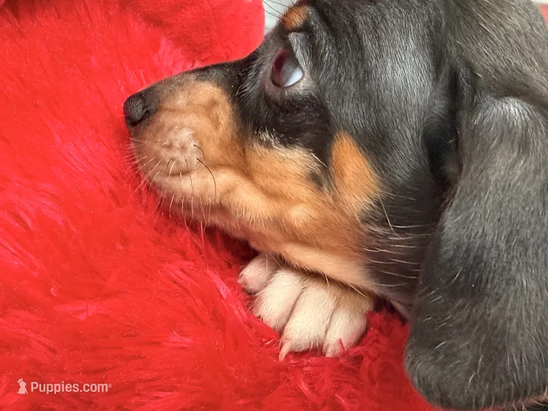 Gugu  – Miniature Dachshund puppy for sale in Kissimmee, FL