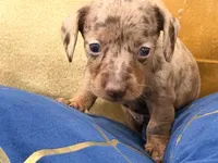 mocha, a female Miniature Dachshund for sale in Kissimmee, FL – 4 of 5