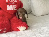 Theo , a male Miniature Dachshund for sale in Kissimmee, FL – 9 of 9