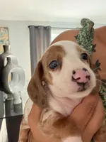 Hazel, a female Miniature Dachshund for sale in Kissimmee, FL – 6 of 10