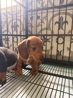 Scooby , a male Miniature Dachshund for sale in Kissimmee, FL – 6 of 8