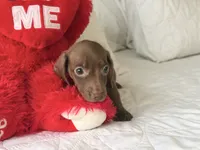 Theo , a male Miniature Dachshund for sale in Kissimmee, FL – 6 of 9