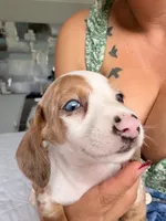 Hazel, a female Miniature Dachshund for sale in Kissimmee, FL – 5 of 10