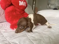 Emily , a female Miniature Dachshund for sale in Kissimmee, FL – 4 of 9