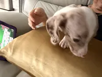 Snow , a female Miniature Dachshund for sale in Kissimmee, FL – 3 of 10