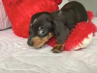 Gugu , a male Miniature Dachshund for sale in Kissimmee, FL – 7 of 9
