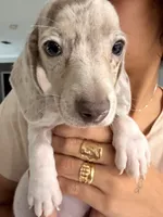 Leo, a male Miniature Dachshund for sale in Kissimmee, FL – 5 of 6