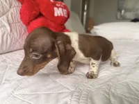 Emily , a female Miniature Dachshund for sale in Kissimmee, FL – 5 of 9