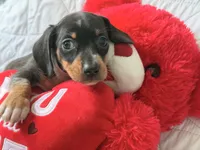 Gugu , a male Miniature Dachshund for sale in Kissimmee, FL – 8 of 9
