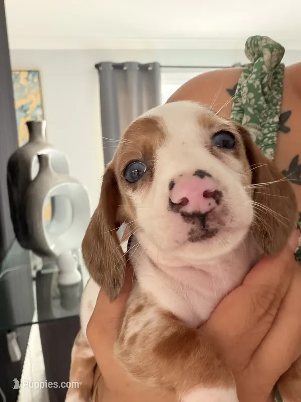 Hazel – Miniature Dachshund puppy for sale in Kissimmee, FL