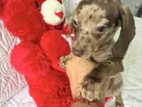 Mochi , a female Miniature Dachshund for sale in Kissimmee, FL – 5 of 9