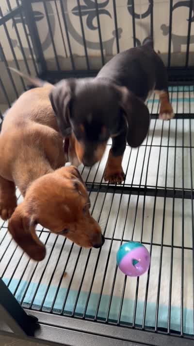 Scooby , a male Miniature Dachshund for sale in Kissimmee, FL – 7 of 8