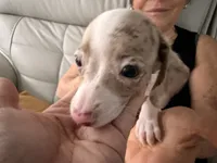 Snow , a female Miniature Dachshund for sale in Kissimmee, FL – 7 of 10