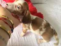 Hazel, a female Miniature Dachshund for sale in Kissimmee, FL – 8 of 10