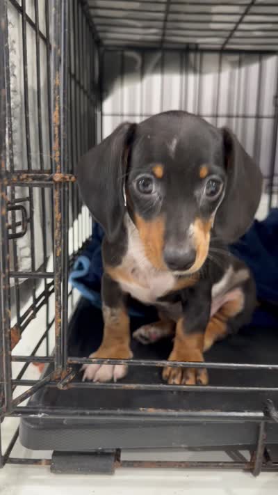 Léo  sweet boy, a male Miniature Dachshund for sale in Kissimmee, FL – 10 of 10