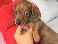 Scooby , a male Miniature Dachshund for sale in Kissimmee, FL – 2 of 8