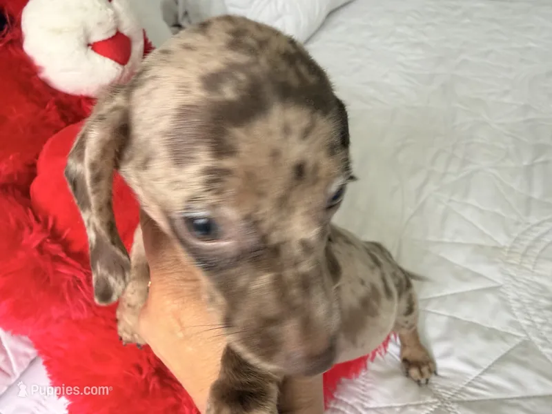 Mochi  – Miniature Dachshund puppy for sale in Kissimmee, FL