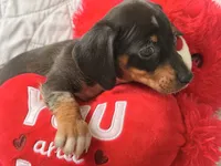 Gugu , a male Miniature Dachshund for sale in Kissimmee, FL – 4 of 9