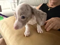 Snow , a female Miniature Dachshund for sale in Kissimmee, FL – 6 of 10